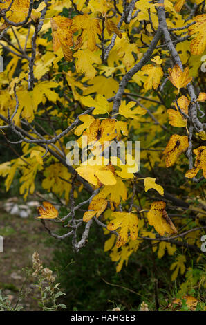 Modello di Fig tree foglie (Ficus carica) in autunno, Spagna. Foto Stock