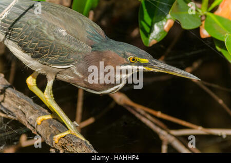 Green Heron uccello appollaiato sul ramo. Foto Stock