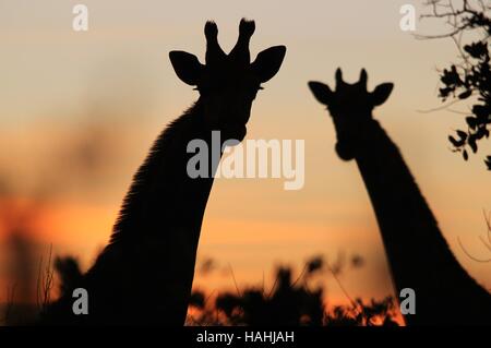 La giraffa sfondo - fauna africana sagome - coppia di corna Foto Stock