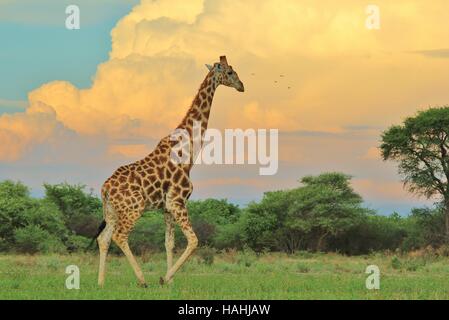 La giraffa sfondo - fauna africana sagome - nella tempesta Foto Stock