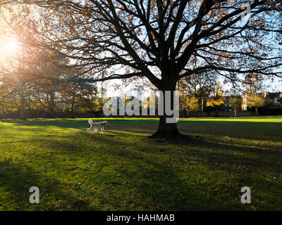Un cane barboncino su Wandsworth Comuni a Londra Foto Stock