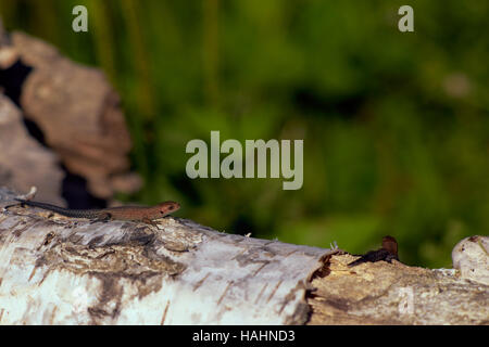 Lizard su un albero caduto tronco Foto Stock