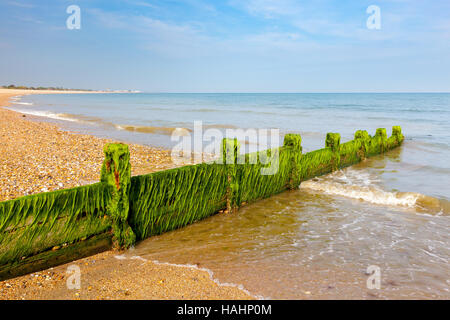 Pennelli di legno sulla spiaggia di ciottoli a Pagham West Sussex England Regno Unito Europa Foto Stock