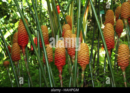 Impianto di zenzero in piena fioritura nelle Hawaii, STATI UNITI D'AMERICA Foto Stock