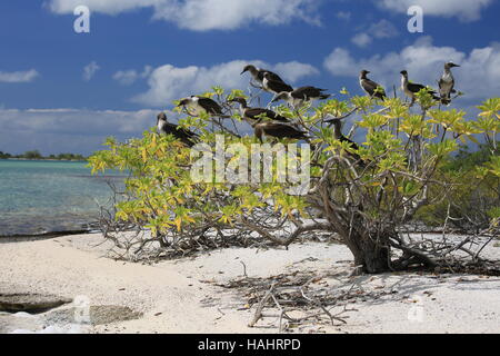 Brown Booby novellame arroccato su Tournefortia argentea, albero di Natale (Kiritimati) Isola, Kiribati Foto Stock