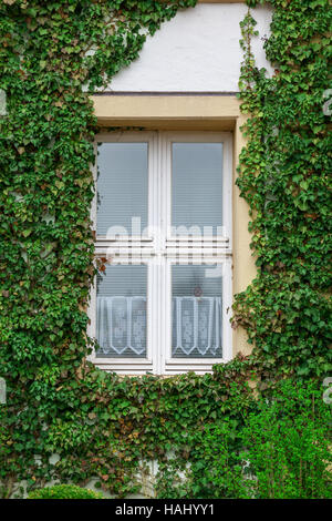 Una finestra del tenement house ricoperta da edera. Foto Stock