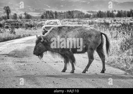 Foto in bianco e nero di un bisonte Americano attraversamento strada nel Parco Nazionale di Grand Teton, Wyoming negli Stati Uniti. Foto Stock