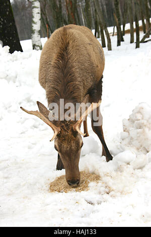 Deer Mangiare grano in luogo innevato Foto Stock