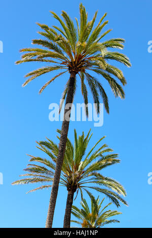 Tre alberi di palma contro il cielo blu chiaro Foto Stock