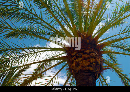 Vista ravvicinata di albero di palma contro il cielo blu Foto Stock
