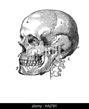 Cranio umano anatomia del profilo, incisione del XIX secolo Foto Stock