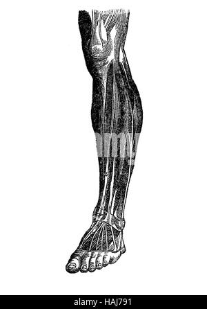 Anatomia, muscolatura umana; il piede, la zampa,GINOCCHIO Foto Stock