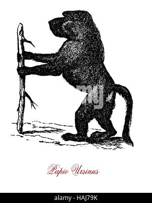 Cape Baboon o chacma baboon, scimmia nativa dell'Africa meridionale, vive in un gruppo sociale con una gerarchia dominante Foto Stock