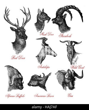 Vintage wildlife illustrazione incisione di cervi, capre e bison cornuto capi Foto Stock