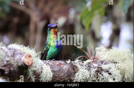 Un ardente throated hummingbird in Costa Rican highlands, Foto Stock