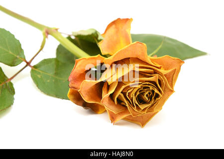 Rosa gialla fiore con il curling, petali di fading su sfondo bianco Foto Stock