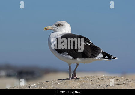 Grande nero-backed gull o Larus marinus in piedi su una duna. Foto Stock