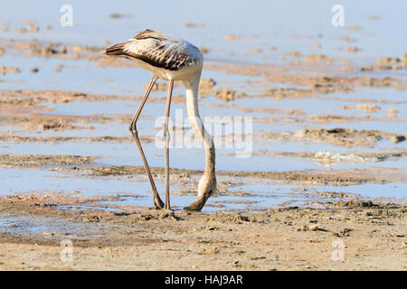 Flamingo chick alimentare a Larnaca Salt Lake durante la migrazione annuale a Cipro. Foto Stock