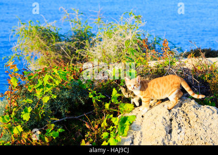 Kitten giocando sulle rocce, Cape Greco, Cipro Foto Stock