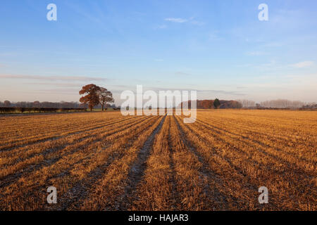 Un Dorato campo di stoppie con siepi e boschi di quercia in un freddo gelido autunno mattina nella valle di York. Foto Stock