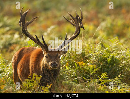 Red Deer stag a piedi attraverso il bracken Foto Stock