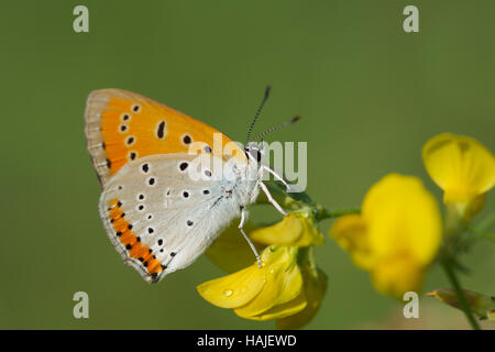 Rame di grandi dimensioni (Lycaena dispar) sul fiore, Burgenland, Austria Foto Stock