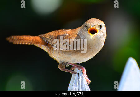 Stridio House Wren (Troglodytes aedon) arroccato su Picket Fence. Foto Stock