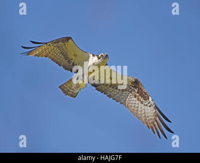 Falco pescatore (Pandion haliaetus) volare lontano con Bluegill (Lepomis macrochirus) pesci negli artigli. Foto Stock