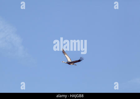 Comune o gru europeo. Grus grus. Un volo prolungato. Hickling. Broadland. Norfolk. East Anglia. Regno Unito. Foto Stock