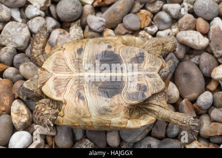 Sperone mediterraneo-thighed Tortoise Testudo graeca. I capretti. Profilo. Rivoltate, mostrando plastron Shell. Gli anelli di crescita su scutes. Foto Stock