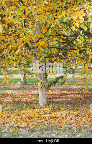 Betula ermanii grayswood hill. Ermans birch Grayswood Hill le foglie in autunno a cambiare colore Foto Stock