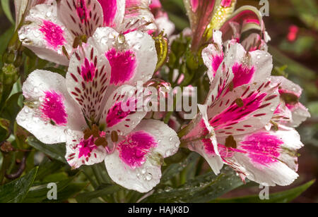 Close up di coloratissimi modelli e texture detail di alstromeria fiori nel giardino esterno impostazione Foto Stock