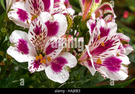 Close up di coloratissimi modelli e texture detail di alstromeria fiori nel giardino esterno impostazione Foto Stock