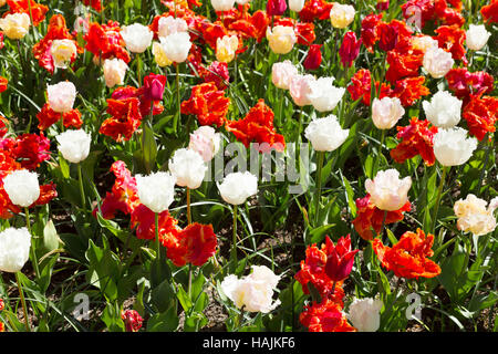 Fresh Spring tulipani in crescita nel parco Keukenhof. Paesi Bassi. Foto Stock
