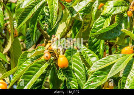 La fruttificazione Nespole del Giappone (Eriobotrya japonica) cresce in Portofino Parco Nazionale di San Fruttuoso Italia Foto Stock