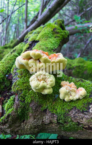 Pollo di boschi Laetiporus sulpuureus (Polyporaceae) che cresce su un decadimento ceppo di albero Foto Stock