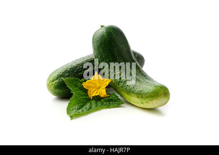 Appena raccolto cetrioli con fiori e foglie Foto Stock