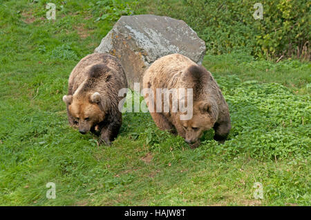 Unione orsi bruni, Ursus Arsus, Captive Foto Stock