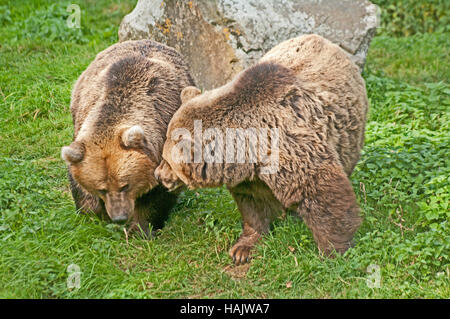 Unione orsi bruni, Ursus Arsus, Captive Foto Stock