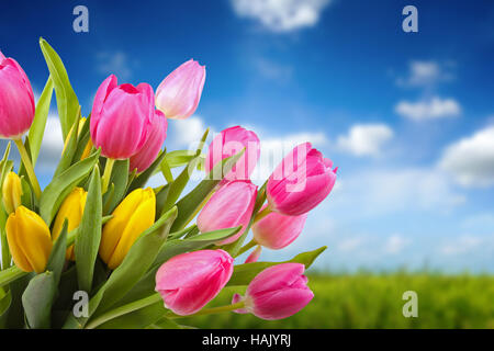 Bouquet di tulipani colorati contro il cielo blu Foto Stock