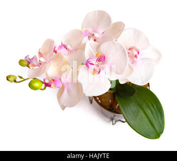 Vaso di fiori con orchid isolato su bianco Foto Stock