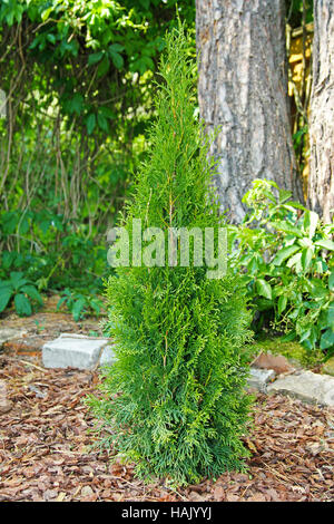 Piccolo thuja piantato in giardino Foto Stock