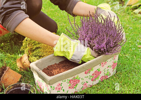 Giardinieri piantando mano heather fiori in vaso con terreno Foto Stock