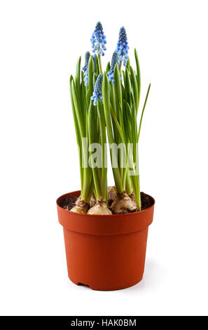 Muscari azzurro fiori in vaso isolato su bianco Foto Stock