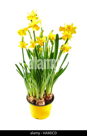 Giallo daffodil nel recipiente isolato su bianco Foto Stock