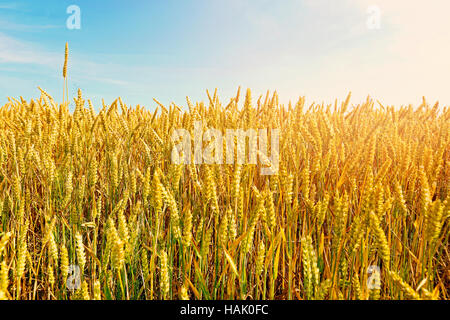 Golden campo di grano con cielo blu in background Foto Stock