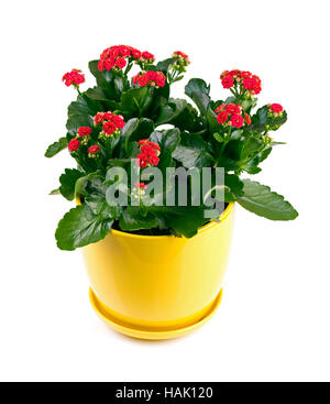 Kalanchoe fiore con fiori rossi isolato su bianco Foto Stock