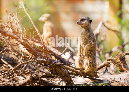 Meerkat suricate Foto Stock