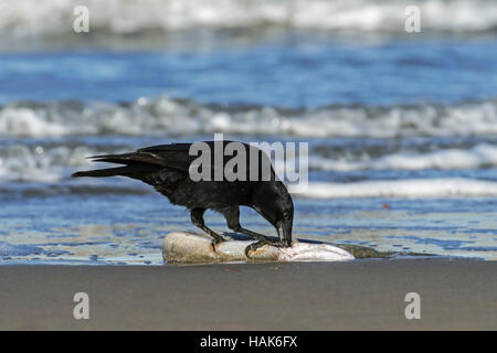 Lavaggio carrion crow (Corvus corone) alimentazione sui morti Unione grongo (Conger conger) si è incagliata sulla spiaggia lungo la costa del Mare del Nord Foto Stock