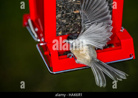 Vicino la foto di un nero-capped Luisa di atterraggio su un alimentatore. Foto Stock